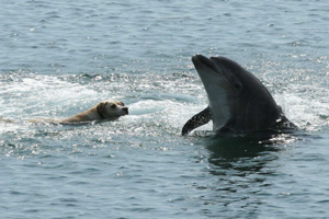 Tory Is. Resident bottlenose and friend © Brian Caffrey